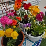 Colosseum Zen House Bed & Breakfast Bucharest